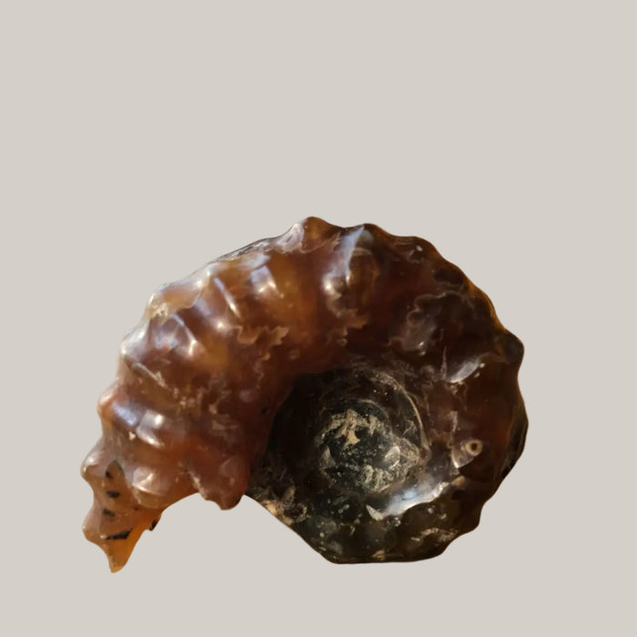 Natural Conch Fossils Lamb snail Pattern Beauty Collectibles Brown
