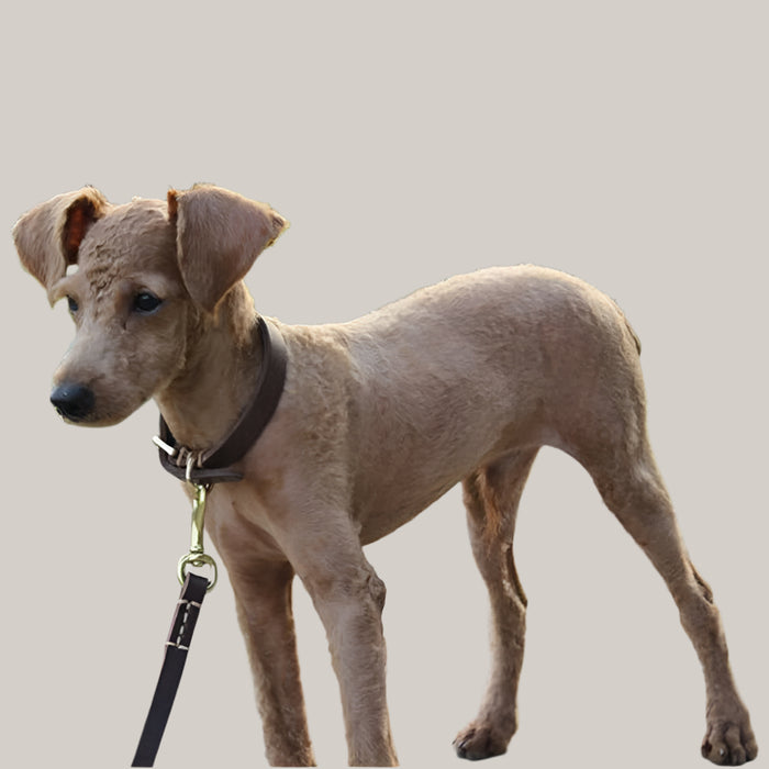 Real Cowhide Puppy Dog Collar Collar