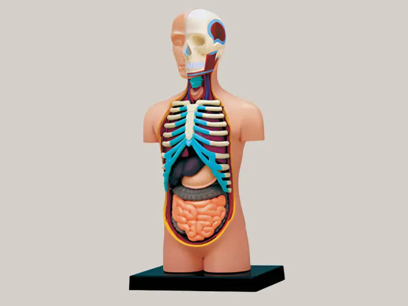 Puzzle assembly toys Viscera