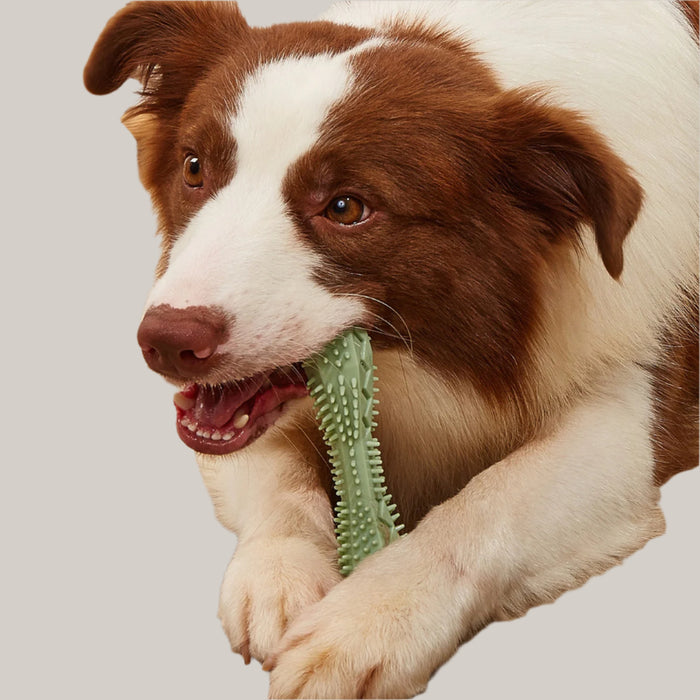 Dog Chew Toy
