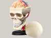 Puzzle assembly toys Skull