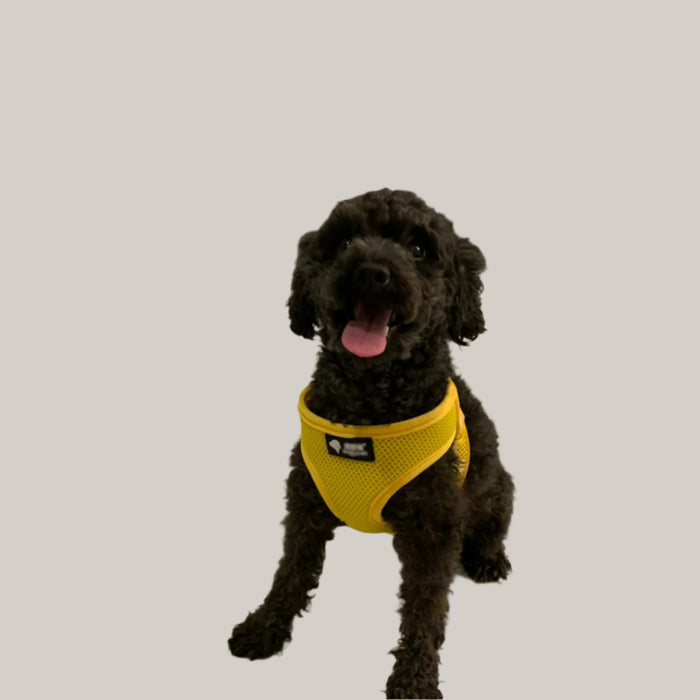 Dog Collar and Leash Set