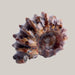 Natural Conch Fossils Lamb snail Pattern Beauty Collectibles
