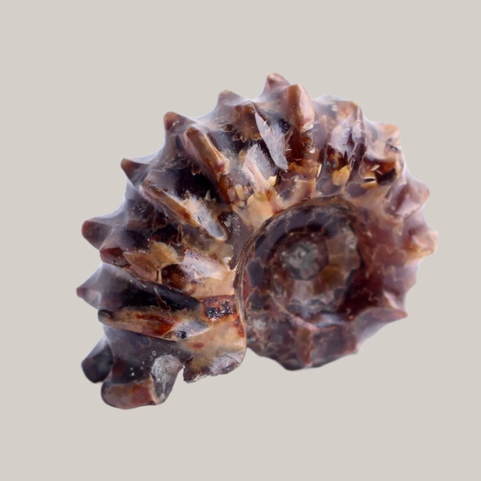 Natural Conch Fossils Lamb snail Pattern Beauty Collectibles