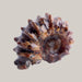 Natural Conch Fossils Lamb snail Pattern Beauty Collectibles
