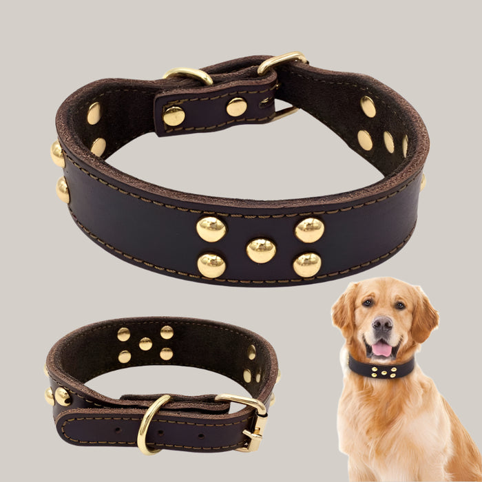 Everyday Dog Collar
