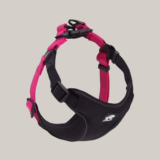 Dog Collar and Walking Leash Set