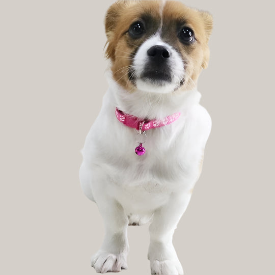 Bell Collar for Cats and Dogs