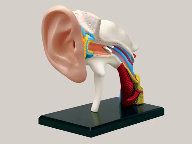 Puzzle assembly toys Auditory canal