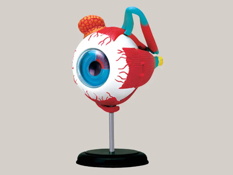 Puzzle assembly toys Eyeball