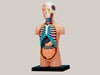 Puzzle assembly toys Viscera