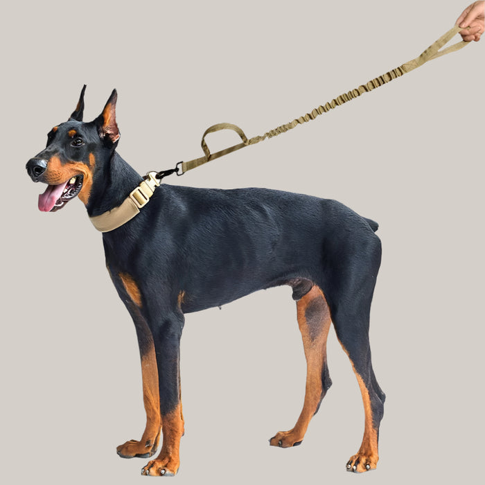 Dog Training Leash