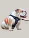 Dog Collar and Walking Leash Set