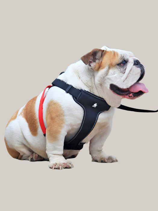 Dog leash collar walking dog leash
