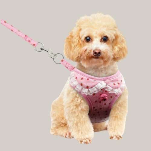 Everyday Dog Leash