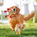 Interactive Christmas Dog Toy