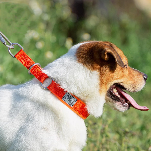 P Chain Dog Walking Collar