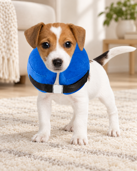 Puppy wearing a blue protective collar with a black strap on an ivory rug.
