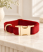 Red dog collar with gold-tone buckle on an ivory console.